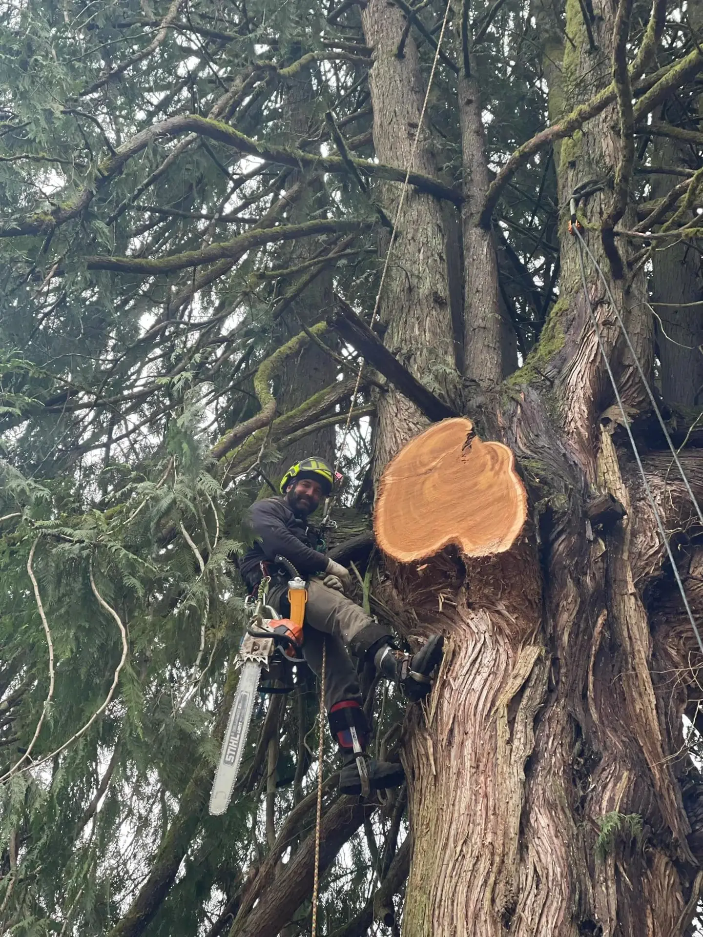 Arborist in climbing gear with chainsaw cutting a large tree trunk high up in a tree.