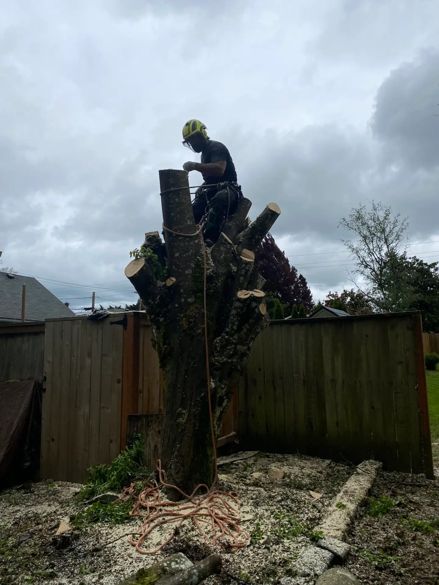 Arborist using climbing gear on a large tree trunk during tree removal