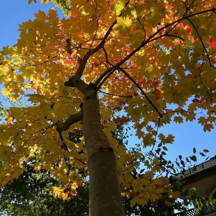 Autumn tree with bright yellow leaves against a clear blue sky.