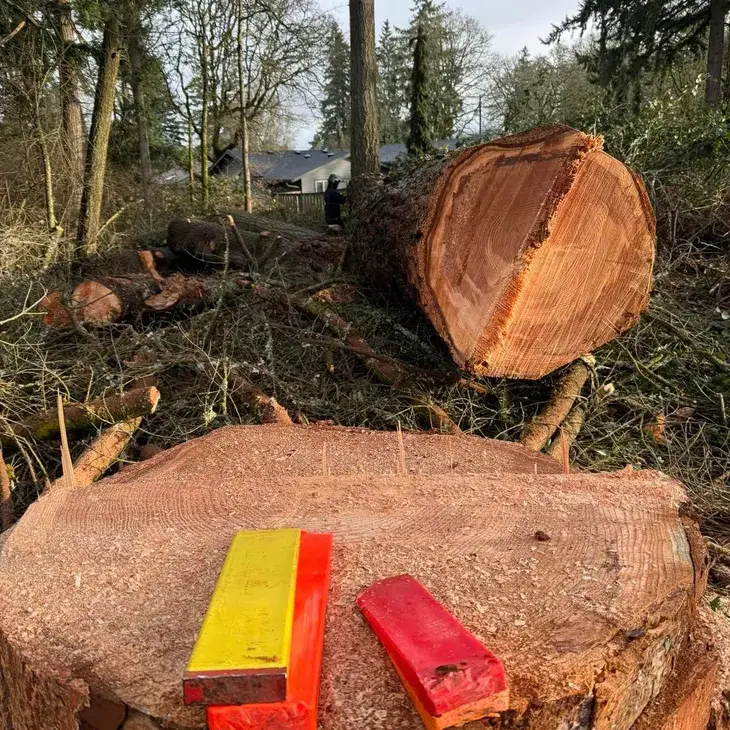 Large tree stumps and cut logs with tree wedges on stump in a wooded area.