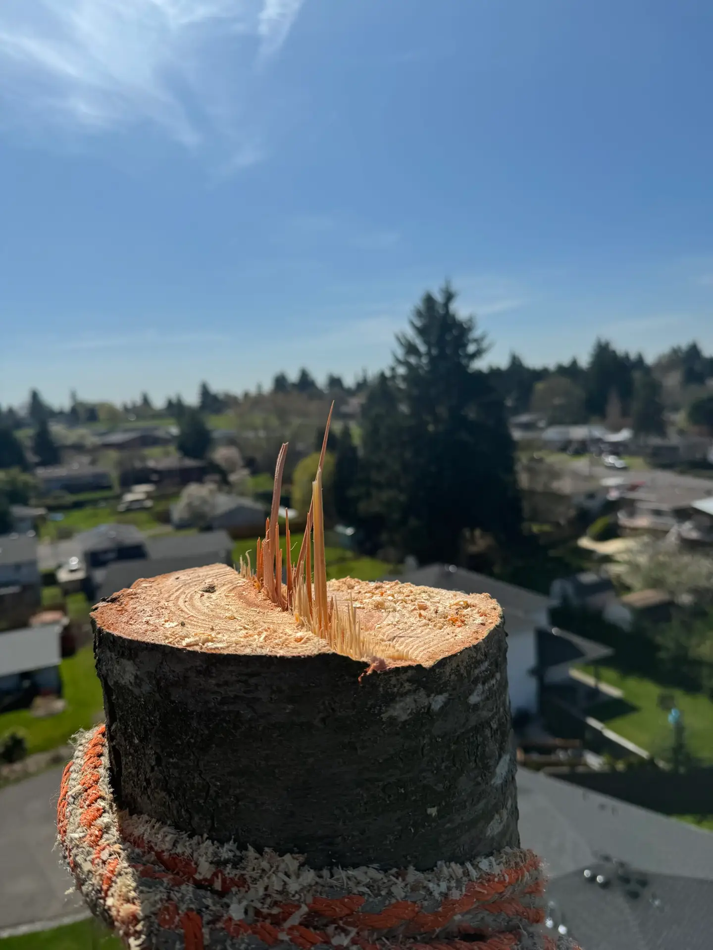 Close-up of a freshly cut tree trunk with a view over a residential neighborhood.