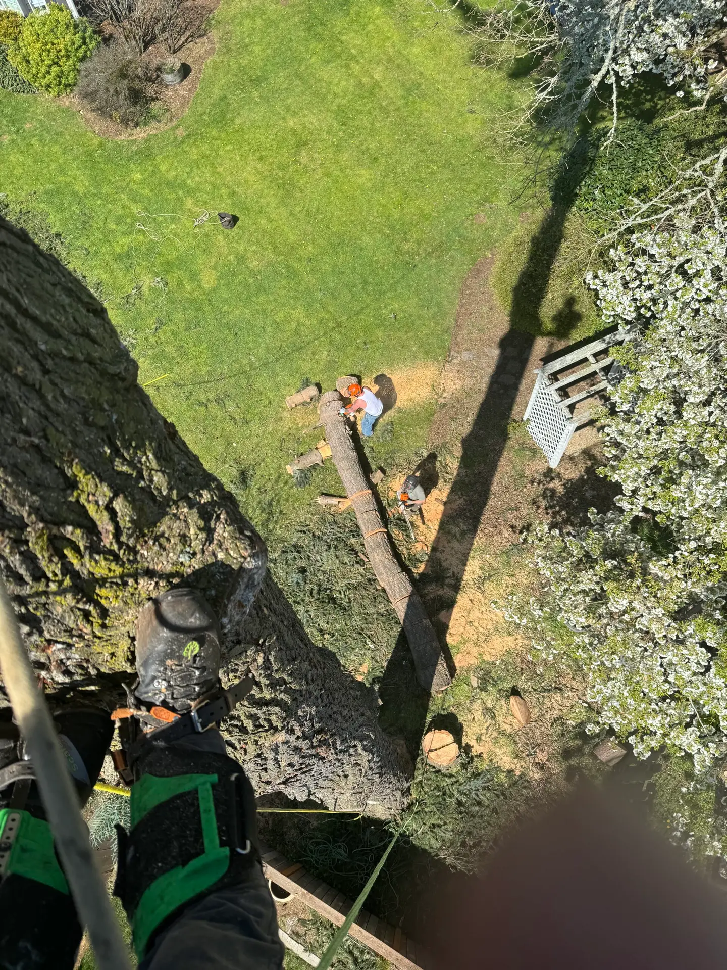 View from tree climber's perspective looking down on tree removal operation with worker cutting log on ground.