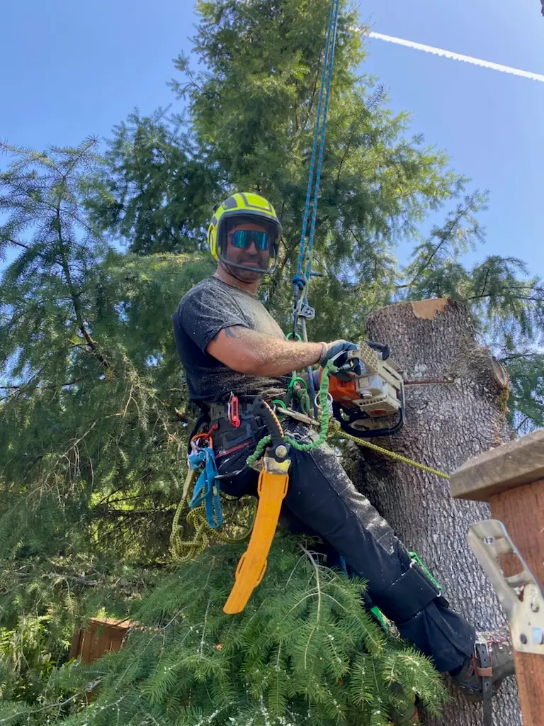 Arborist in safety gear using chainsaw while working in a tall tree.