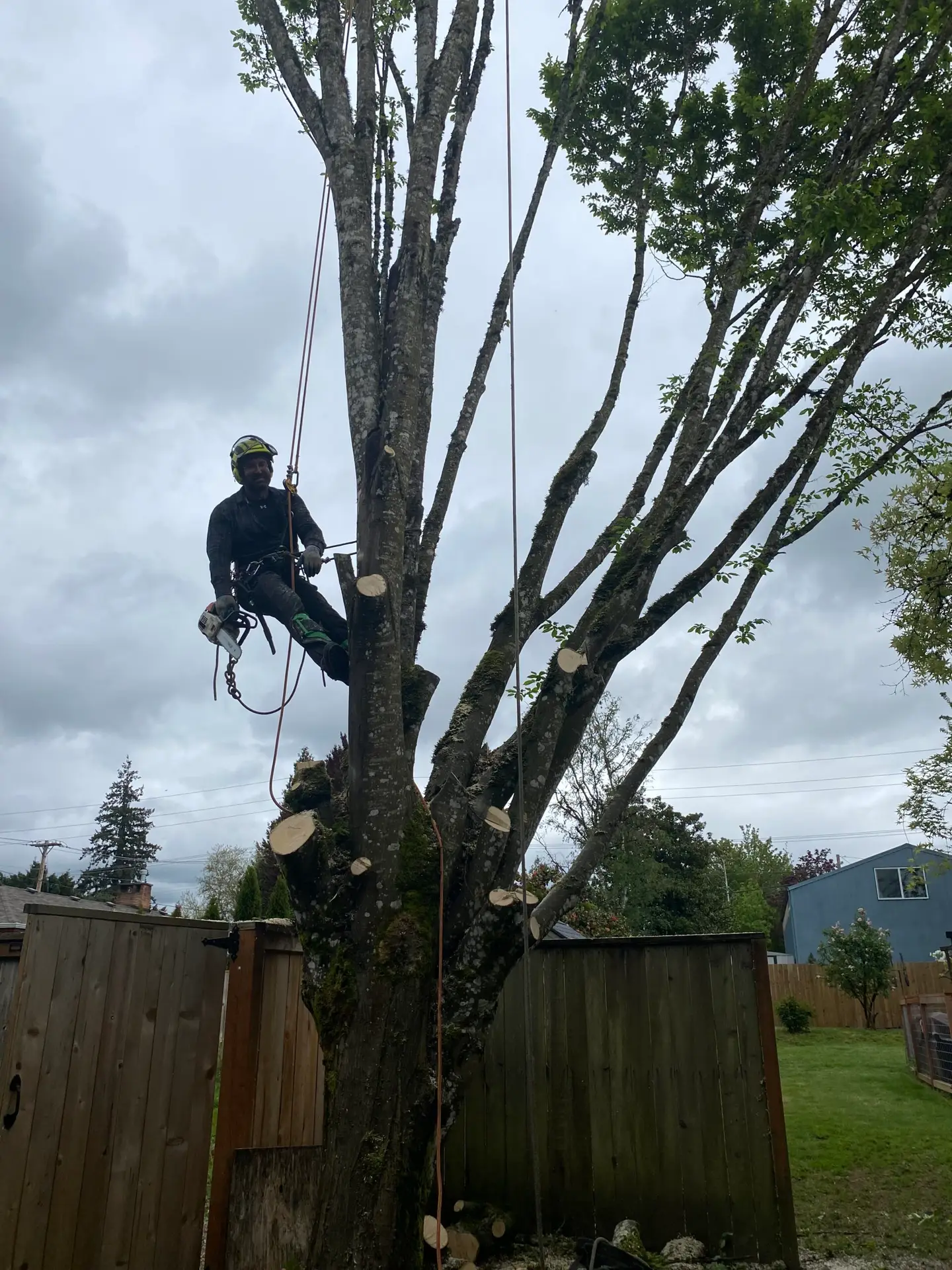 Arborist in climbing gear working on tree trimming in residential yard.