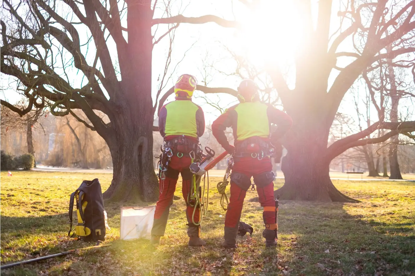 Two arborists in safety gear with equipment near large trees, with sunlight in the background.