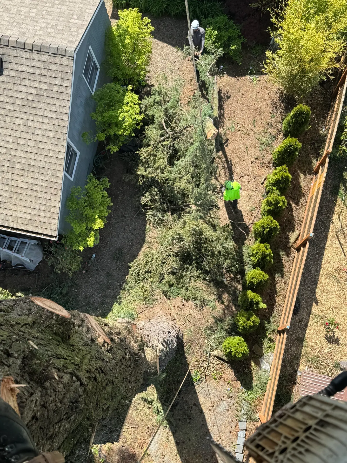 Top-down view of tree removal operation with workers handling a large branch near a residential building.