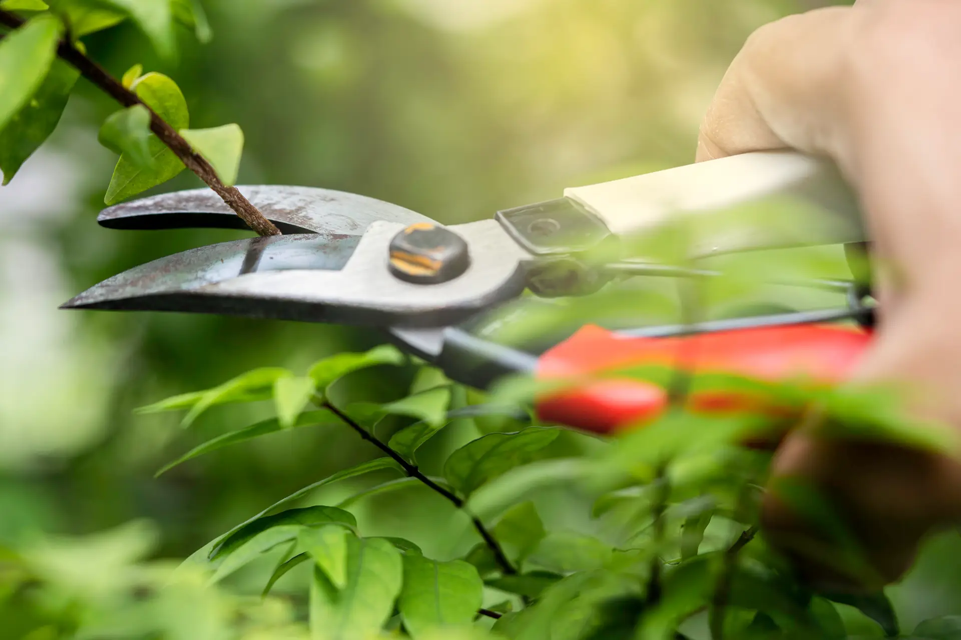 Pruning shears tree to cut branches on plant nature.