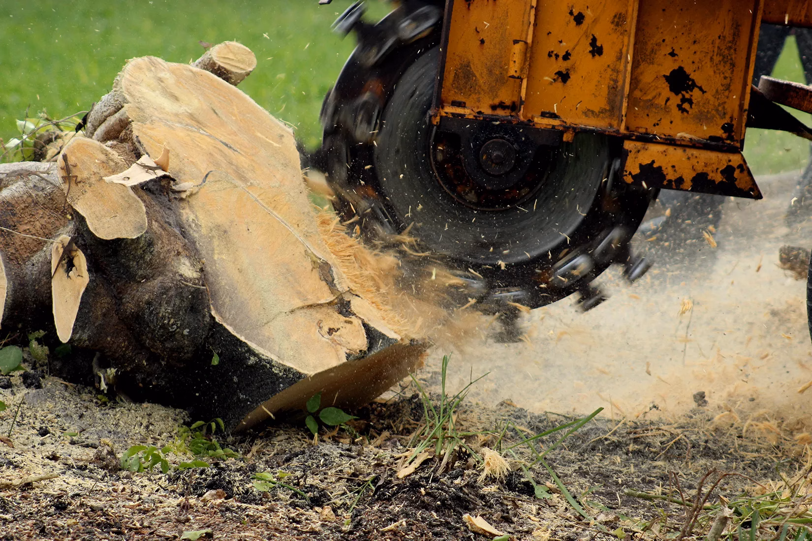 You are currently viewing Beyond the Cut: Why Professional Stump Grinding in Vancouver, WA is Essential