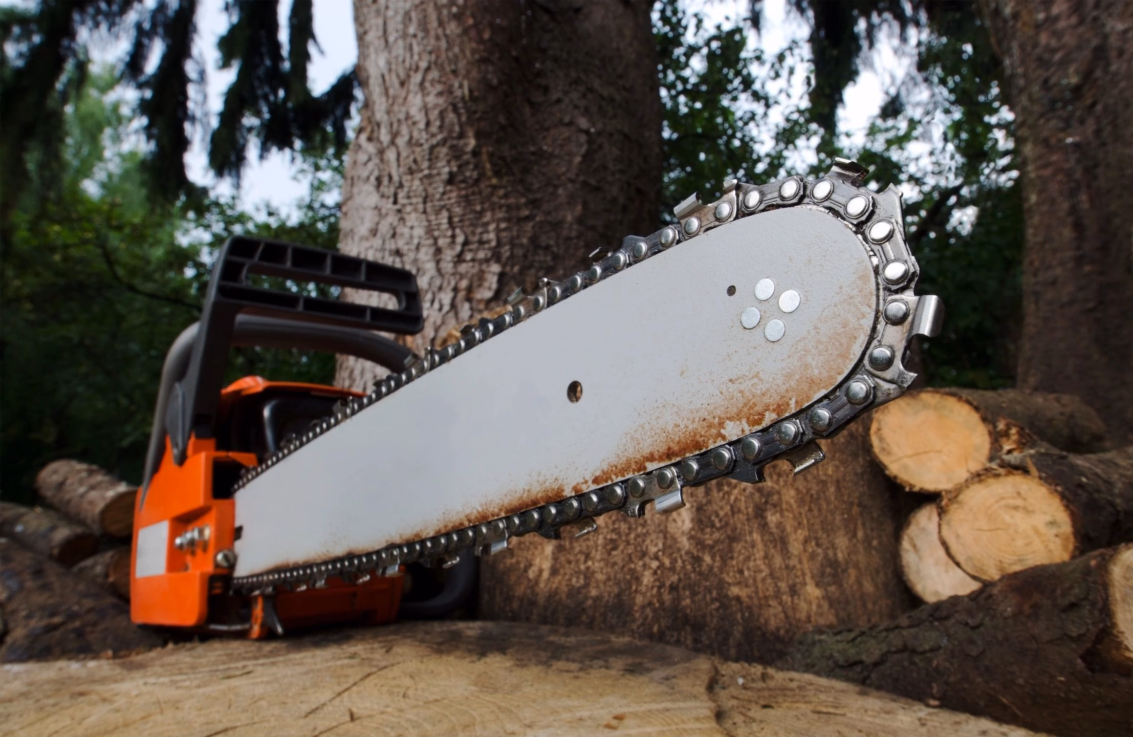 Read more about the article Safe, Efficient, and Expert: Your Guide to Professional Tree Removal in Vancouver, WA